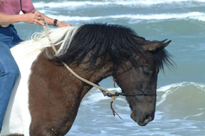beachranger
